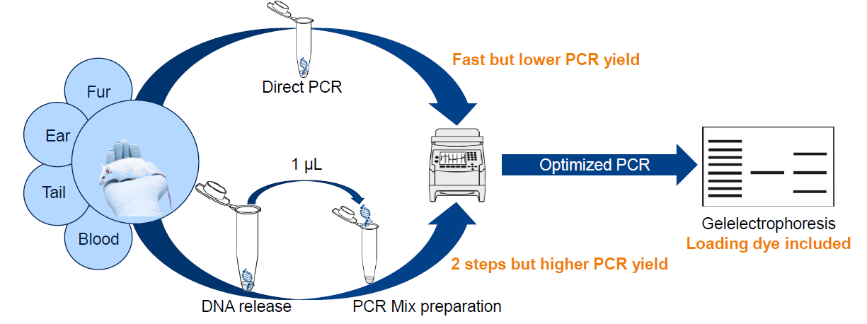 Direct PCR Direct PCR gDNA izolacja i amplifikacja z mysich próbek  NucleoType Mouse PCR