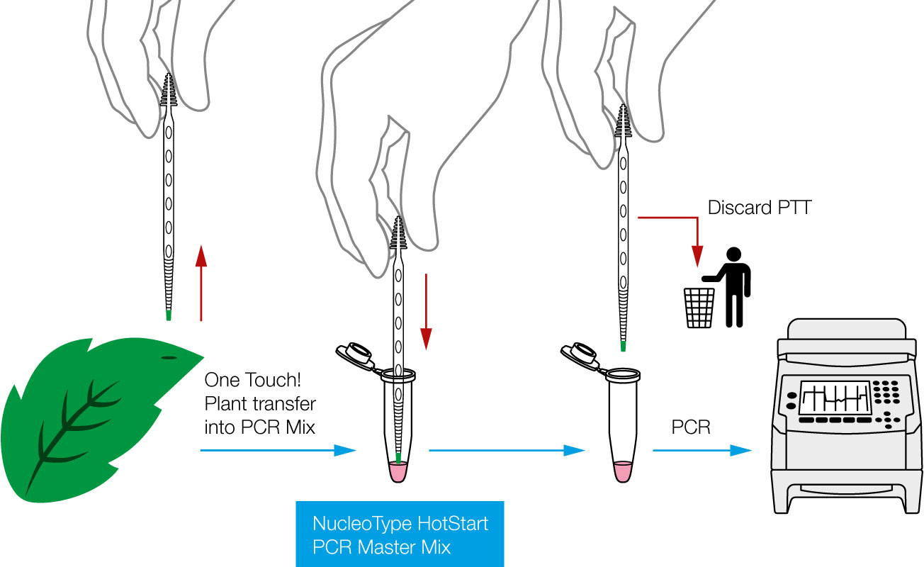 Direct PCR Direct PCR gDNA izolacja i amplifikacja z próbek roślinnych NucleoType Plant PCR 